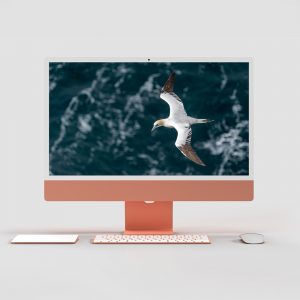 Basstölpel Wallpaper