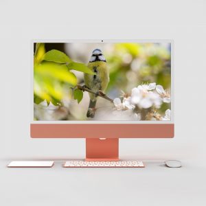 Frühling Vogel Wallpaper