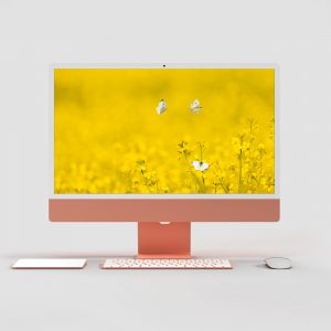 Schmetterling im Raps Wallpaper