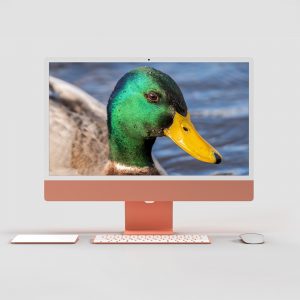 Ente im Wasser Wallpaper