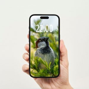 Haussperling im Baum Wallpaper