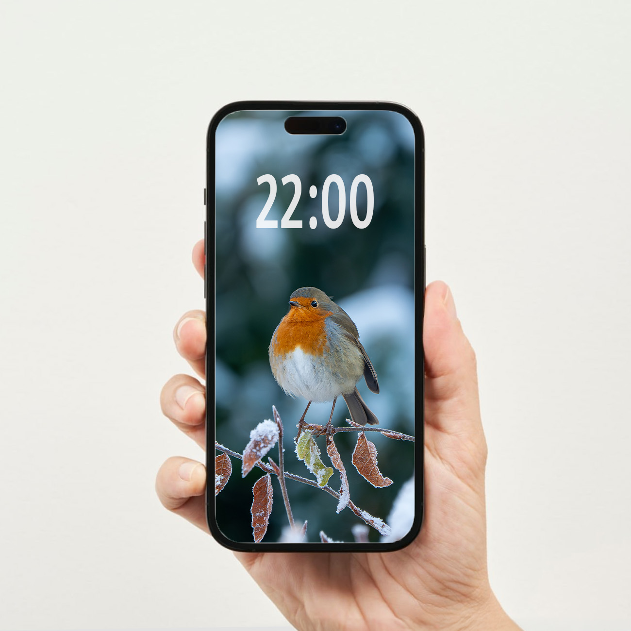 Rotkehlchen im Schnee Wallpaper